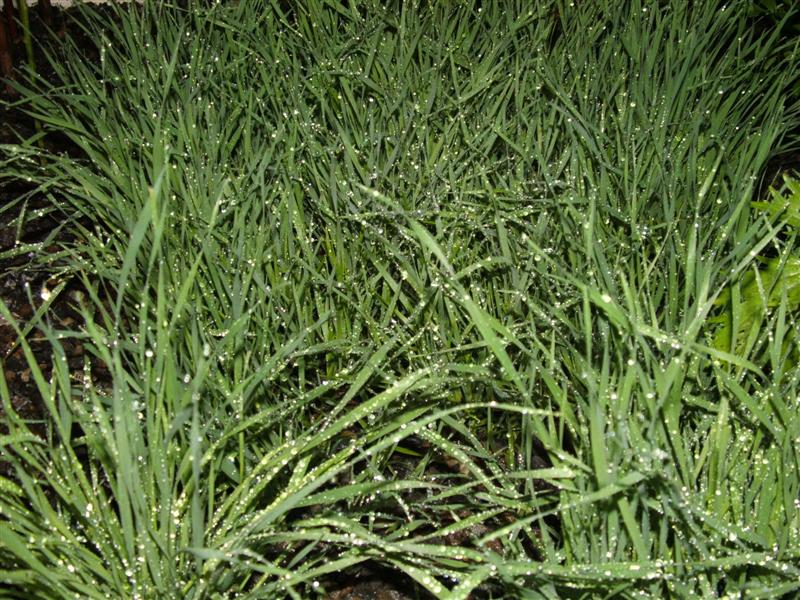 DSCF3726 (Medium).JPG