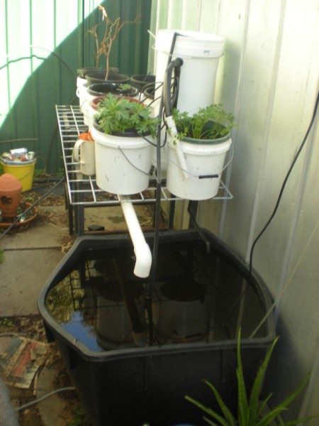 Picture 299 (450 x 600).jpg