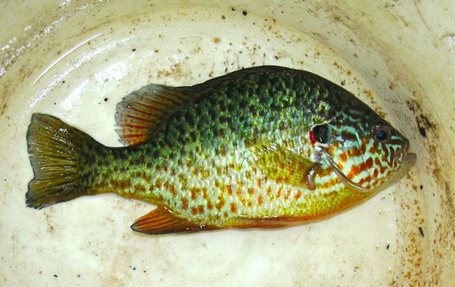 Bluegill.jpg