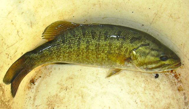 small mouth bass.jpg