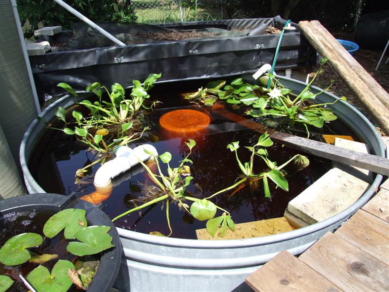 Before they ate the pond plants (Medium).JPG