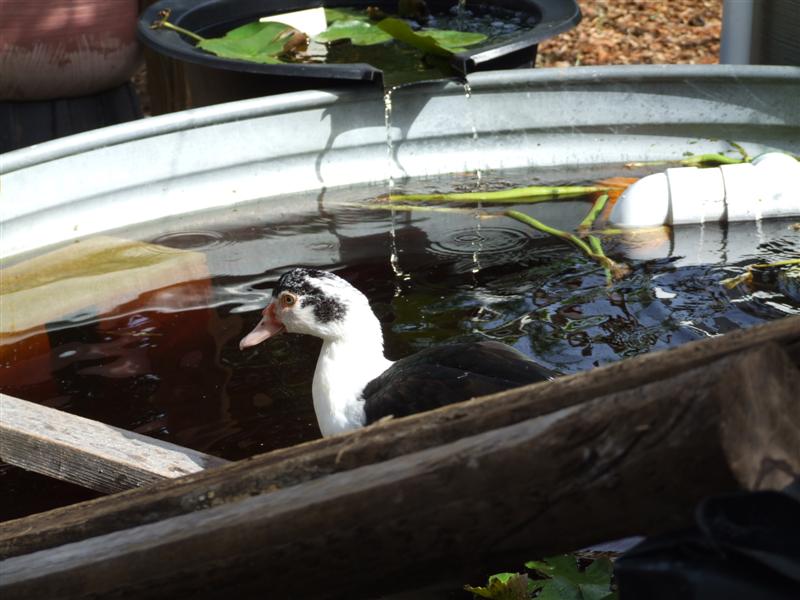 Duck in Duck system (Medium).JPG