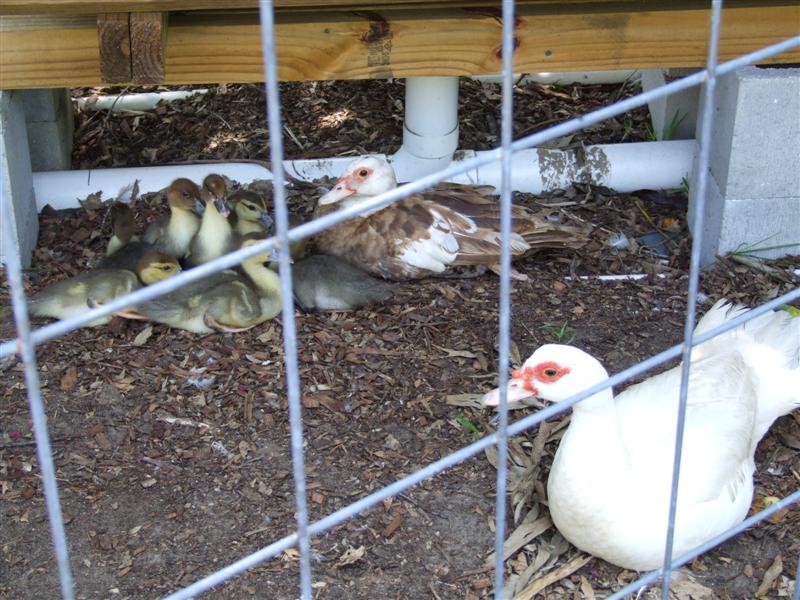 Ducks and babies (Medium).JPG