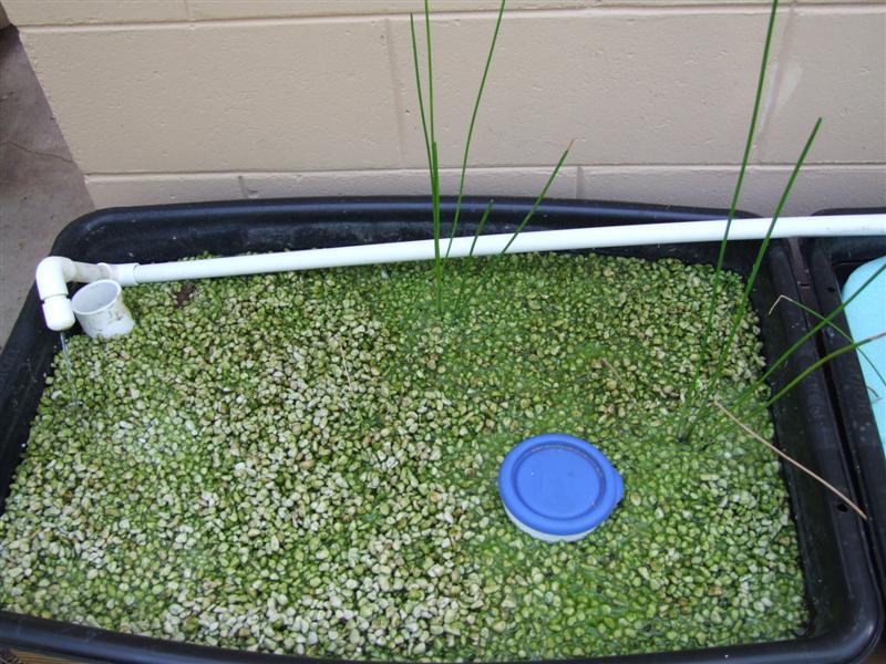 Perlite (Medium).JPG