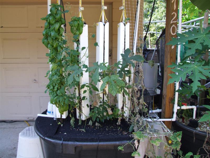 Before pulling out the cucumbers (Medium).JPG