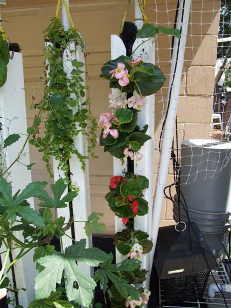 Front porch flowers (Medium).JPG