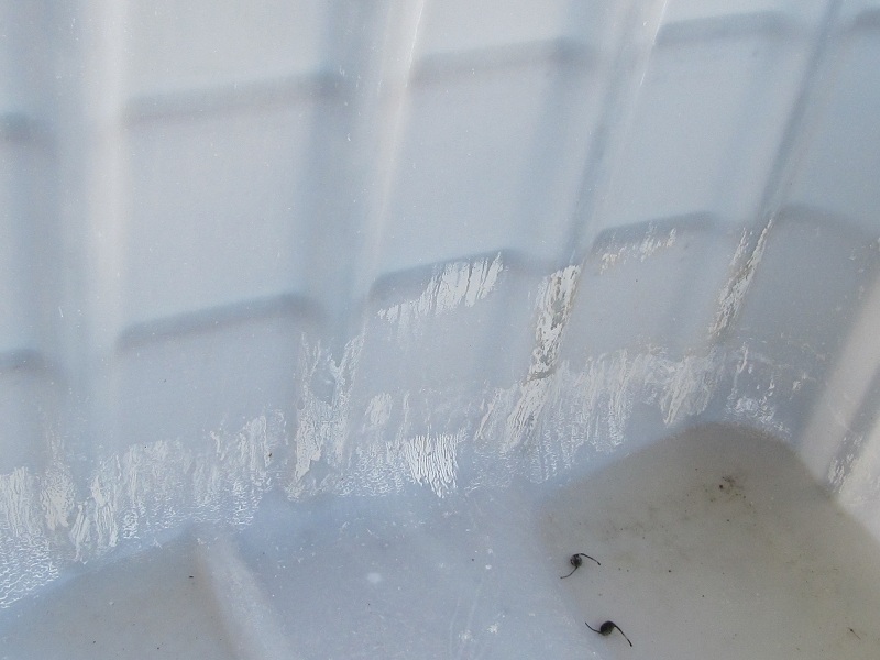 scum on IBC.jpg