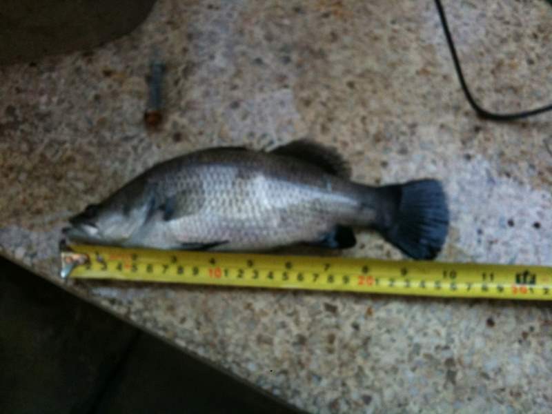 IMG_0981 (800 x 600).jpg