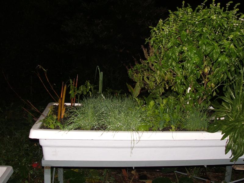 DSCF3729 (Medium).JPG