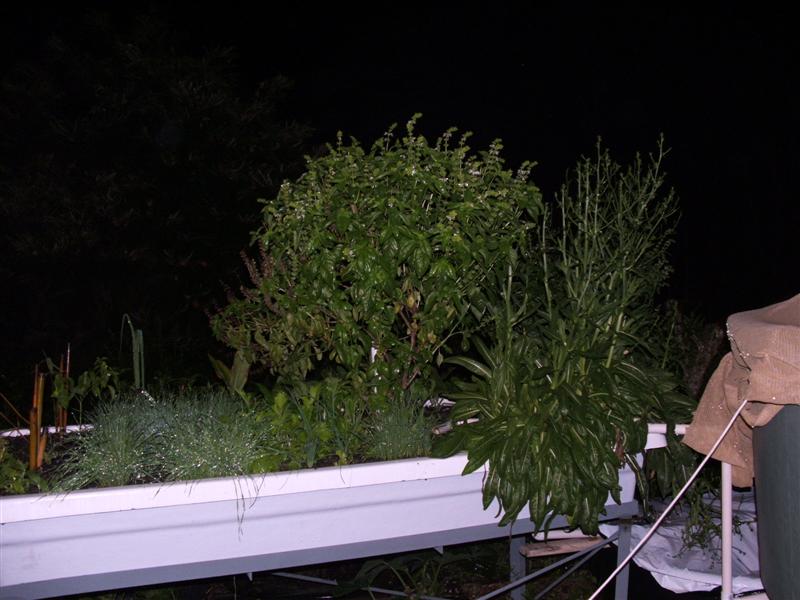 DSCF3750 (Medium).JPG