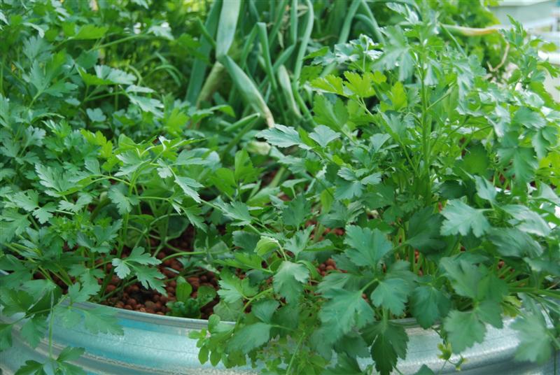 20100724_72 (Medium).JPG