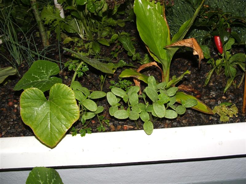 DSCF3738 (Medium).JPG