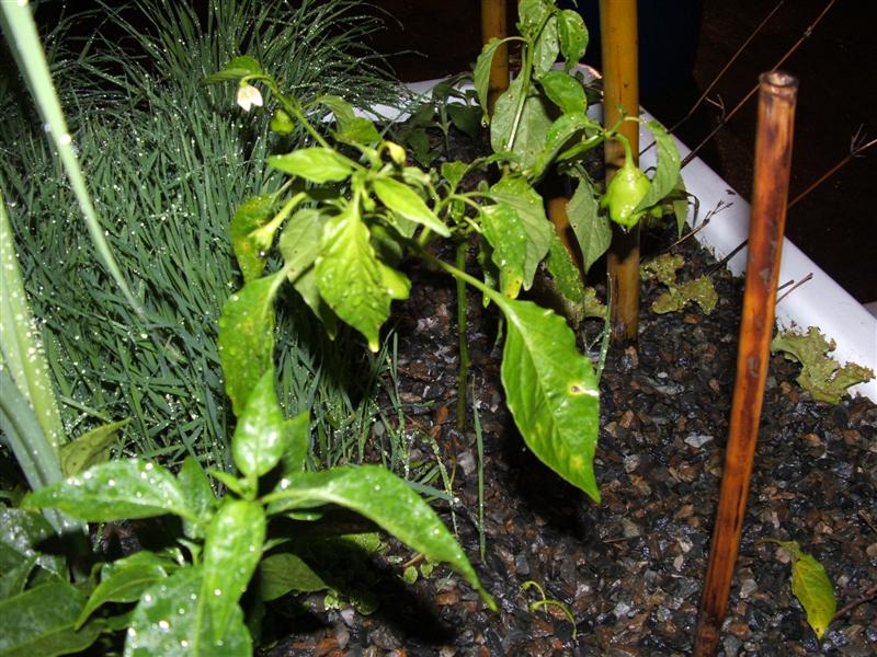 DSCF3745 (Medium).JPG