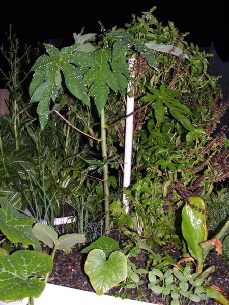 DSCF3737 (Medium).JPG