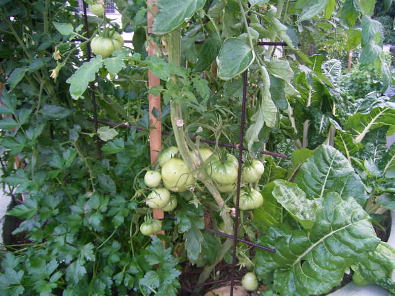 Raised Bed Garden 4 (Medium).jpg