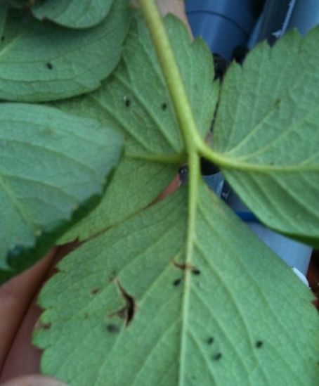 eggs on strawberries.jpg