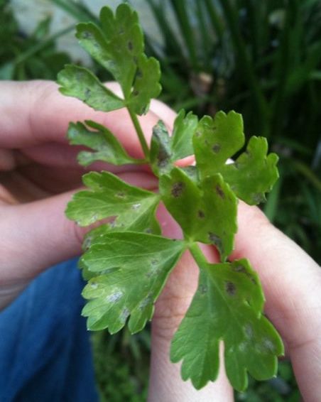 mouldy weird shit.jpg