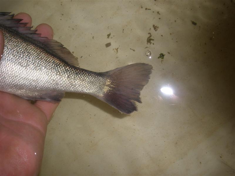 P7281778 (Medium).JPG