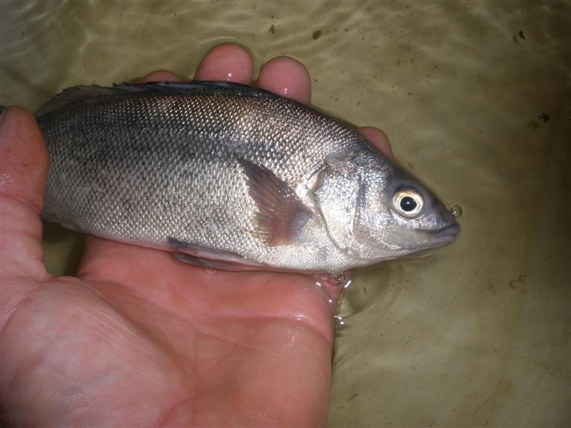 P7281776 (Medium).JPG