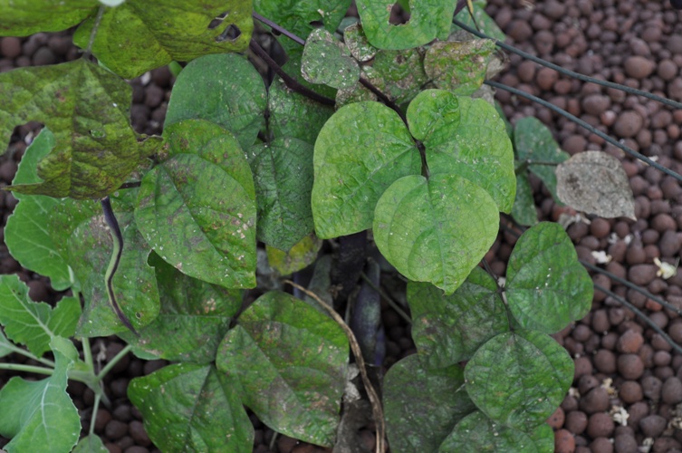 aquaponics beans.jpg