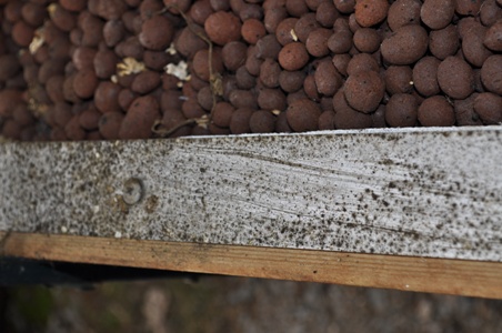 aquaponics mould2.jpg