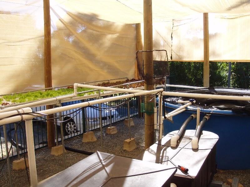 Tank 2 setup showing the filter system and NFT channels.JPG