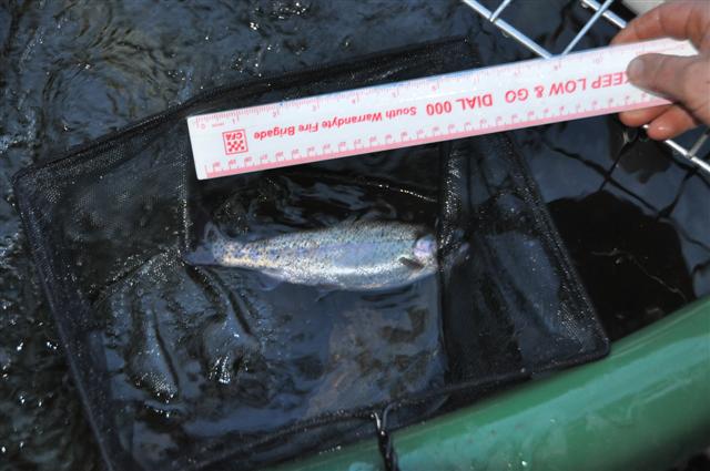 Terry the trout (Small).jpg