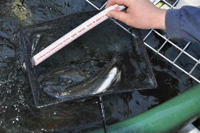 Trout_30.7.10 (Small).jpg