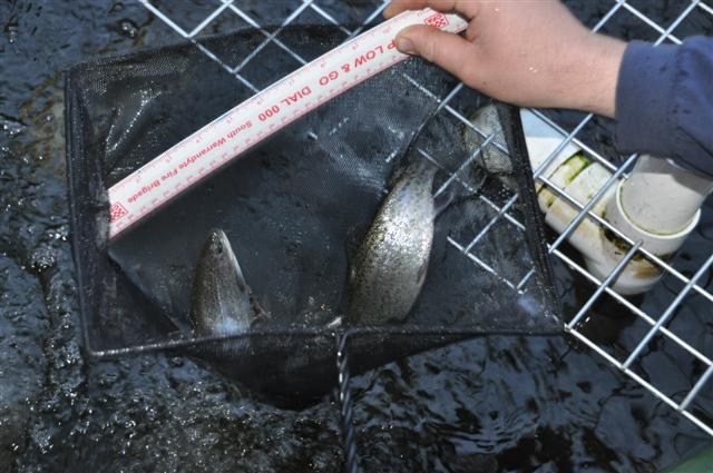 Catching fish for a check up (Small).jpg