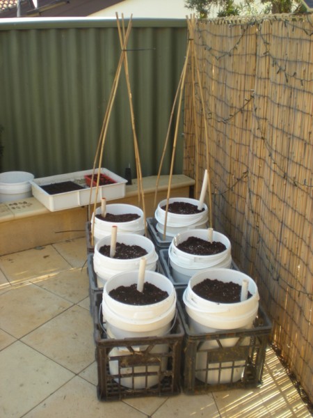 Picture 298 (450 x 600).jpg