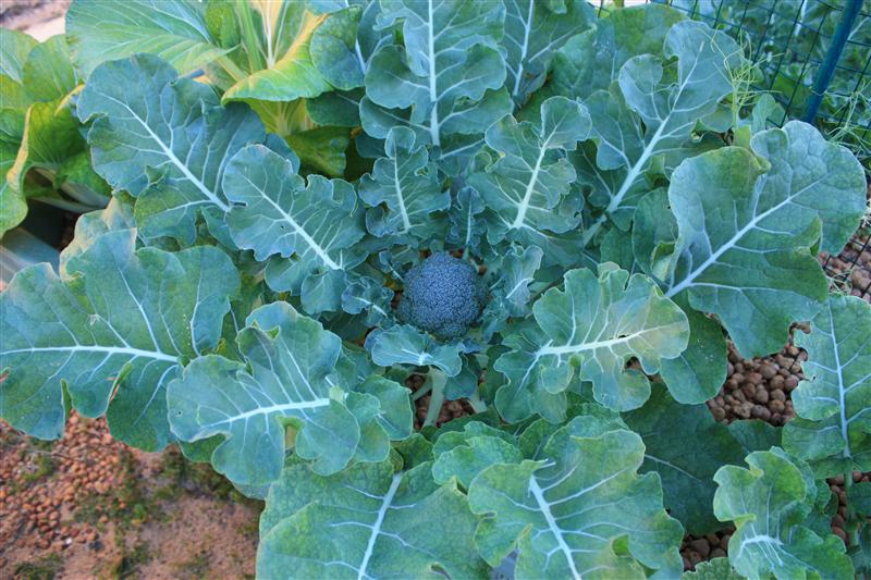 IMG_1421 (Custom).JPG