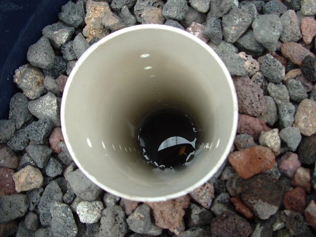 barrel ponics 008 resize.jpg