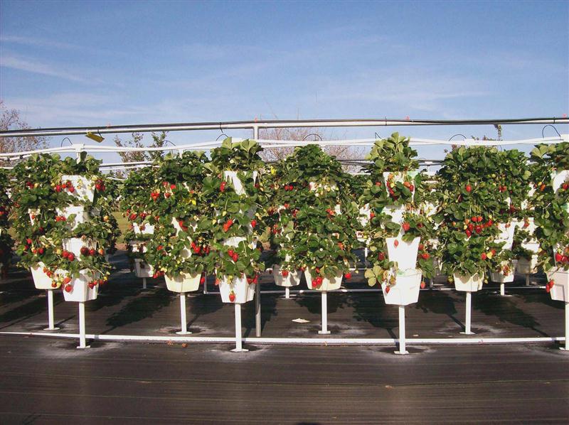 VGDemoberries (Custom).jpg