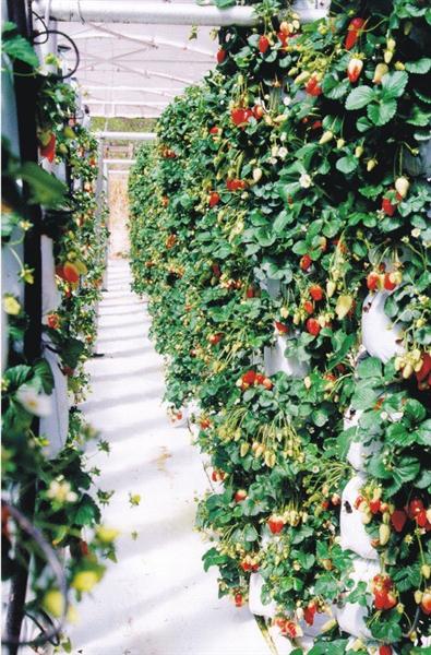 FruitWise in SA (Custom).jpg