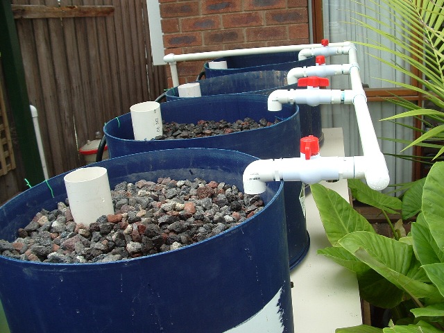 barrel ponics 007 resize.jpg