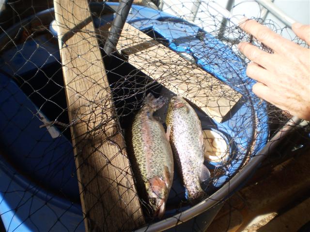 Trout Aug10 (Small).JPG