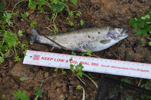 First Casualty (1) (Small).jpg