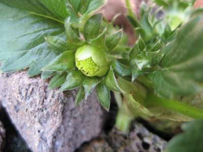 Pic 7th Aug 2010 071-400.jpg