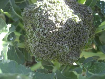 Pic 7th Aug 2010 079-400.jpg