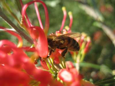 Pic 7th Aug 2010 063-400.jpg