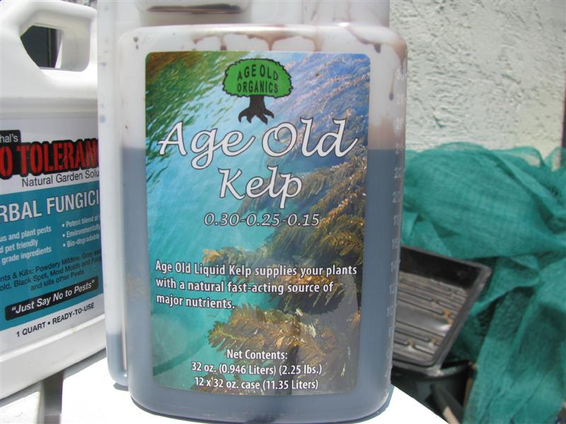 IMG_4387 (Medium).JPG