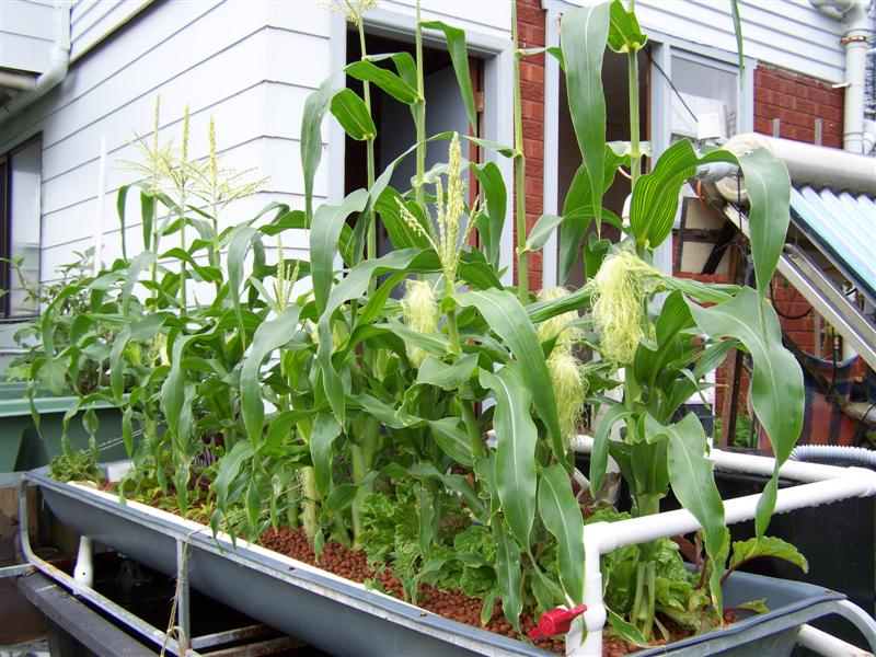 100_4380 (Medium).JPG