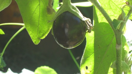 egg plant.jpg
