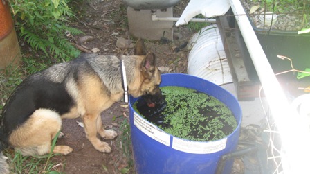 why my duck weed isnt growing.....jpg