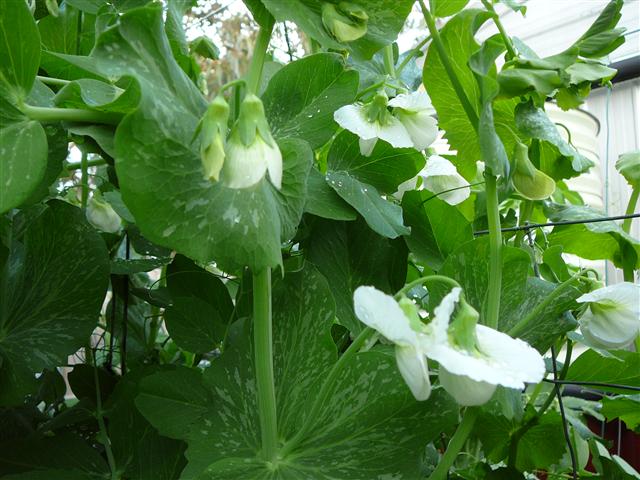 P1030167 (Small).JPG