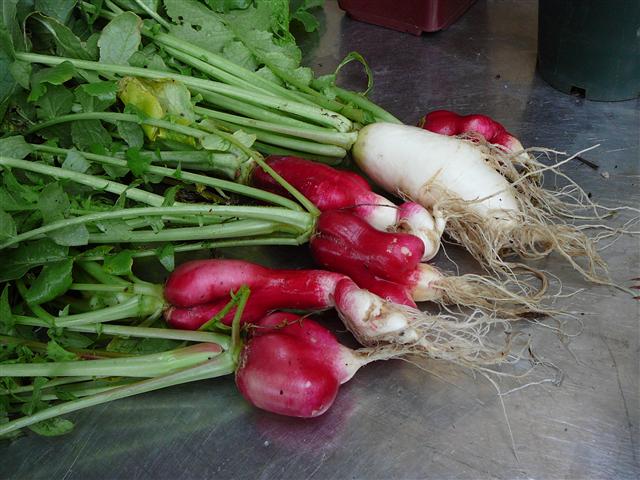 P1030169 (Small).JPG