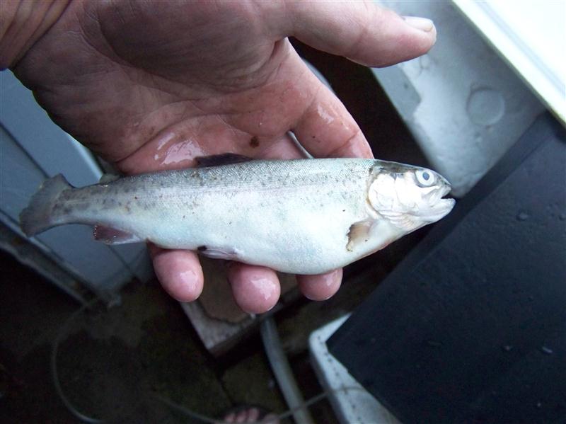 100_5031 (Custom).JPG