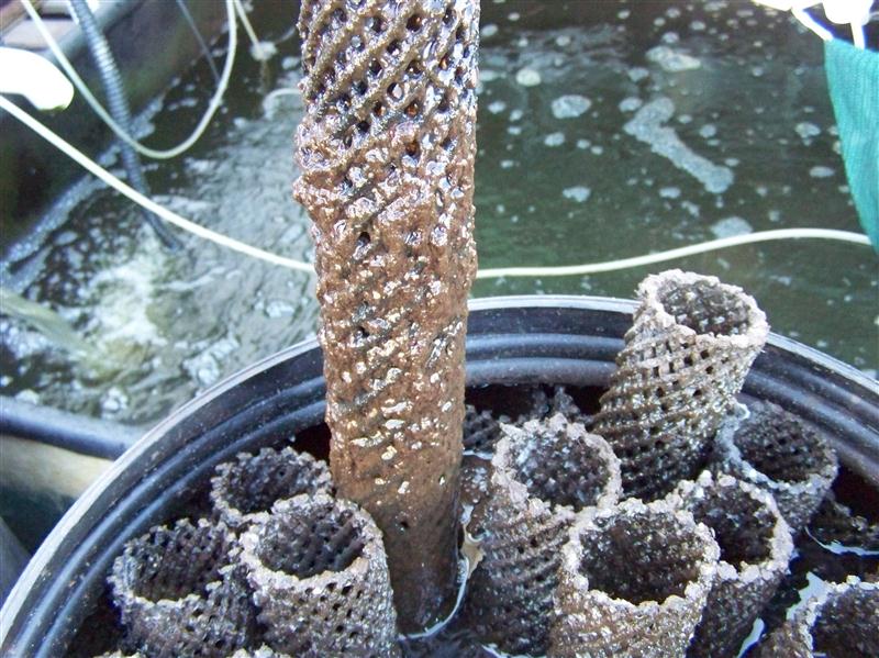 100_5009 (Custom).JPG