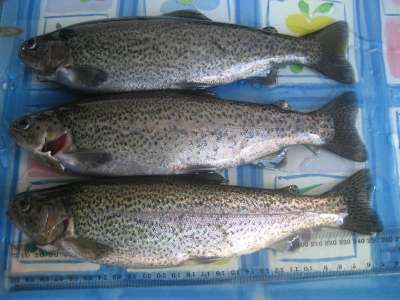 Pic22nd Aug 2010 048-400.jpg