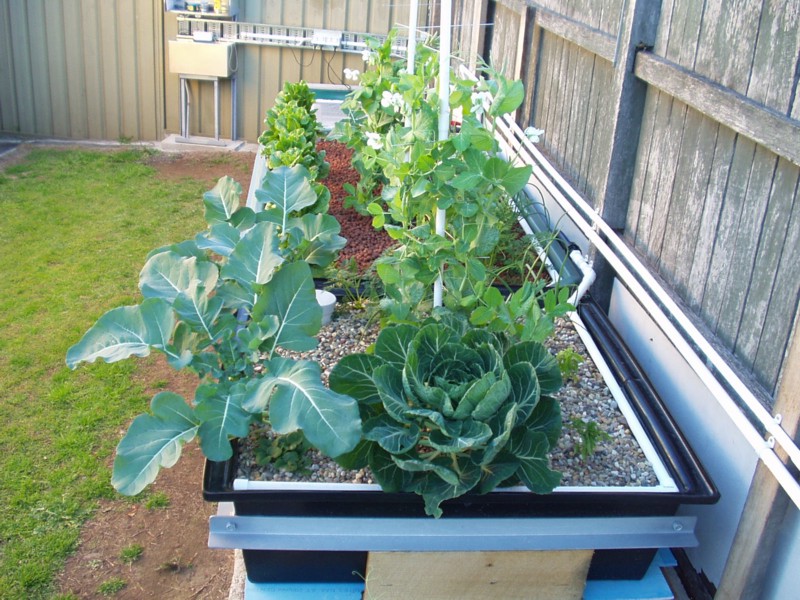 Plants at 15 weeks.JPG